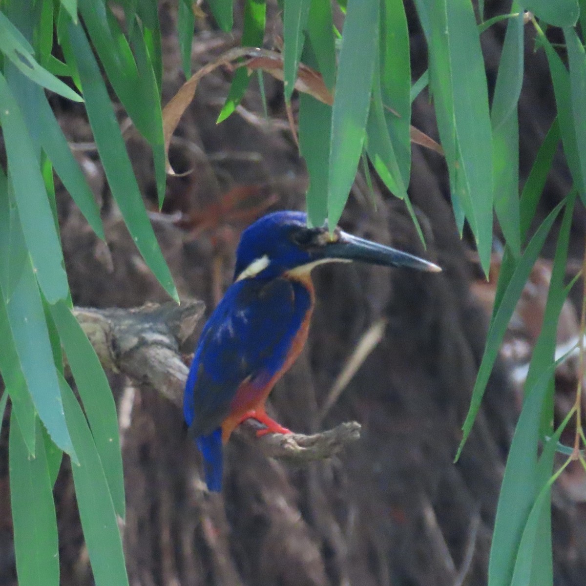 Azure Kingfisher - ML626268201