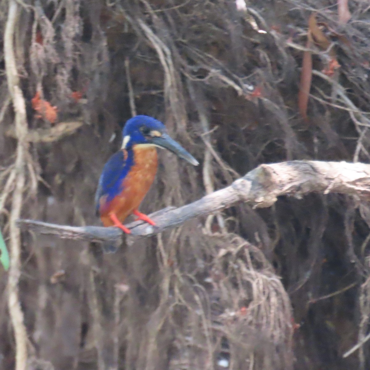 Azure Kingfisher - ML626268202