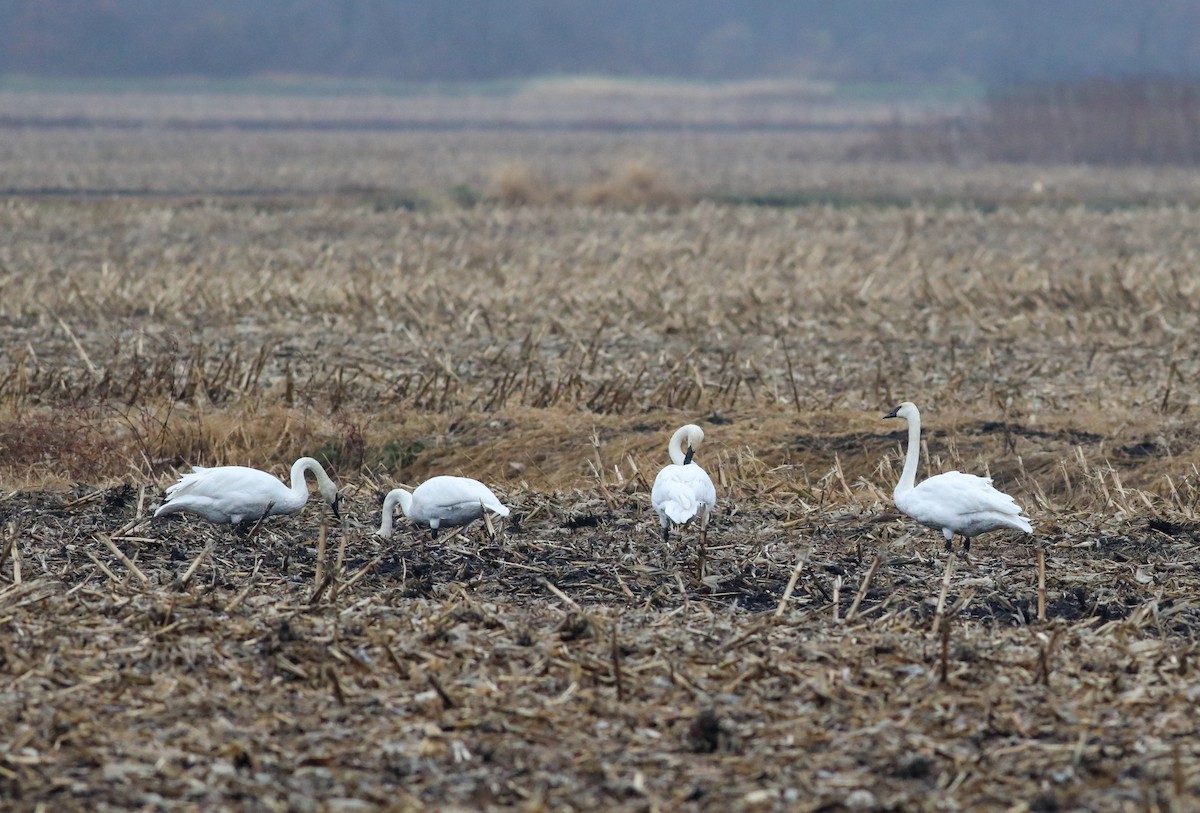 Trumpeter Swan - ML626268203