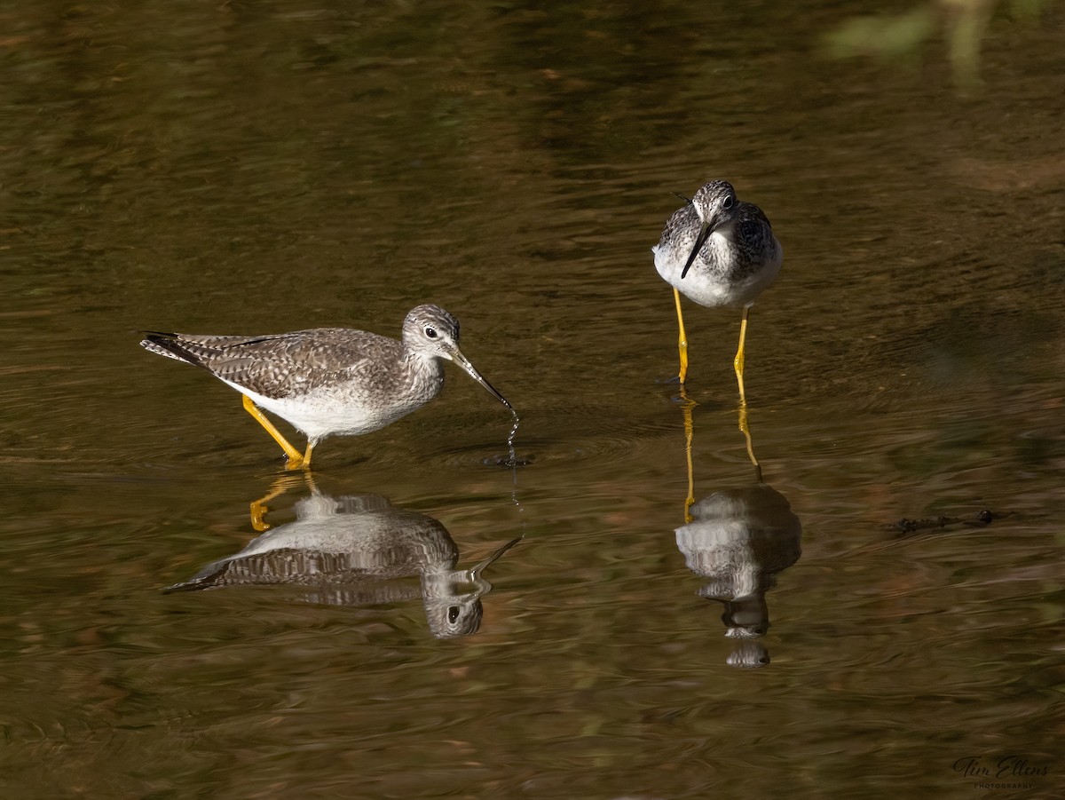 Greater Yellowlegs - ML626268205