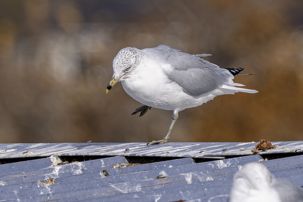 Ring-billed Gull - ML626268211