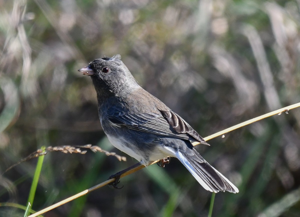 Dark-eyed Junco - ML626268212