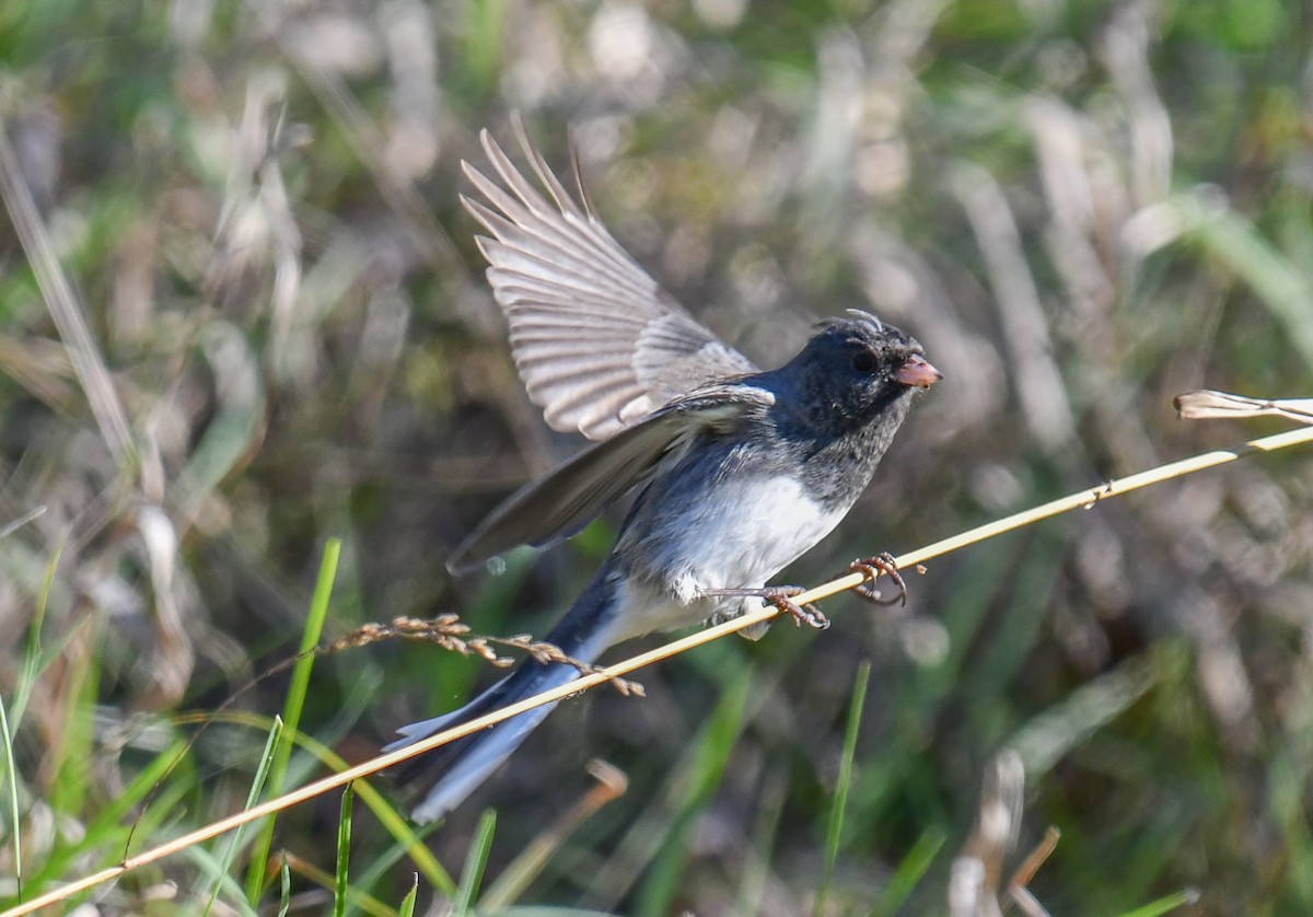 Dark-eyed Junco - ML626268213