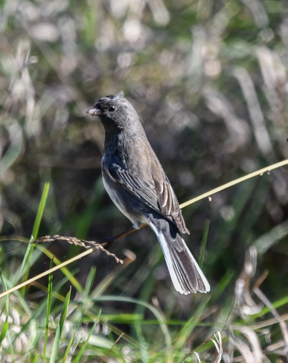 Dark-eyed Junco - ML626268214