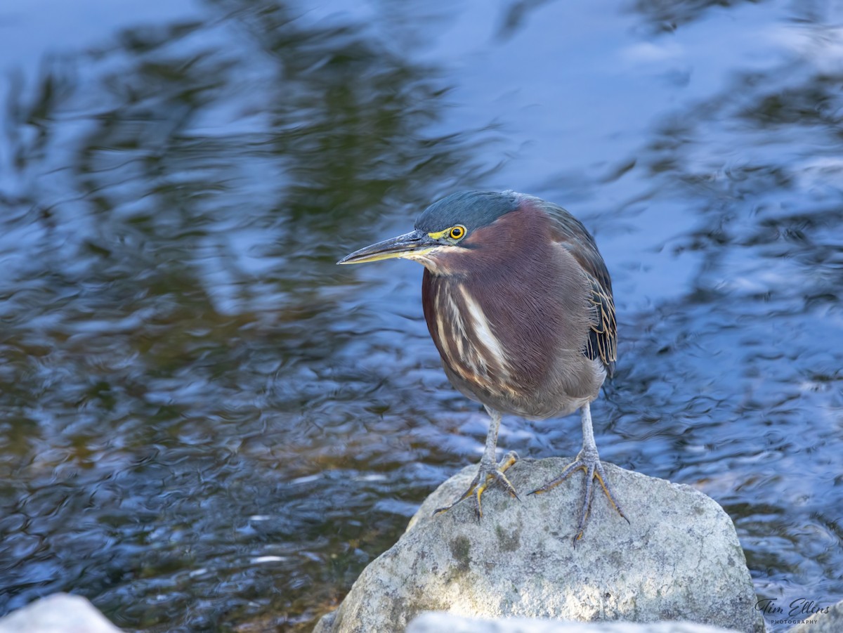 Green Heron - ML626268217