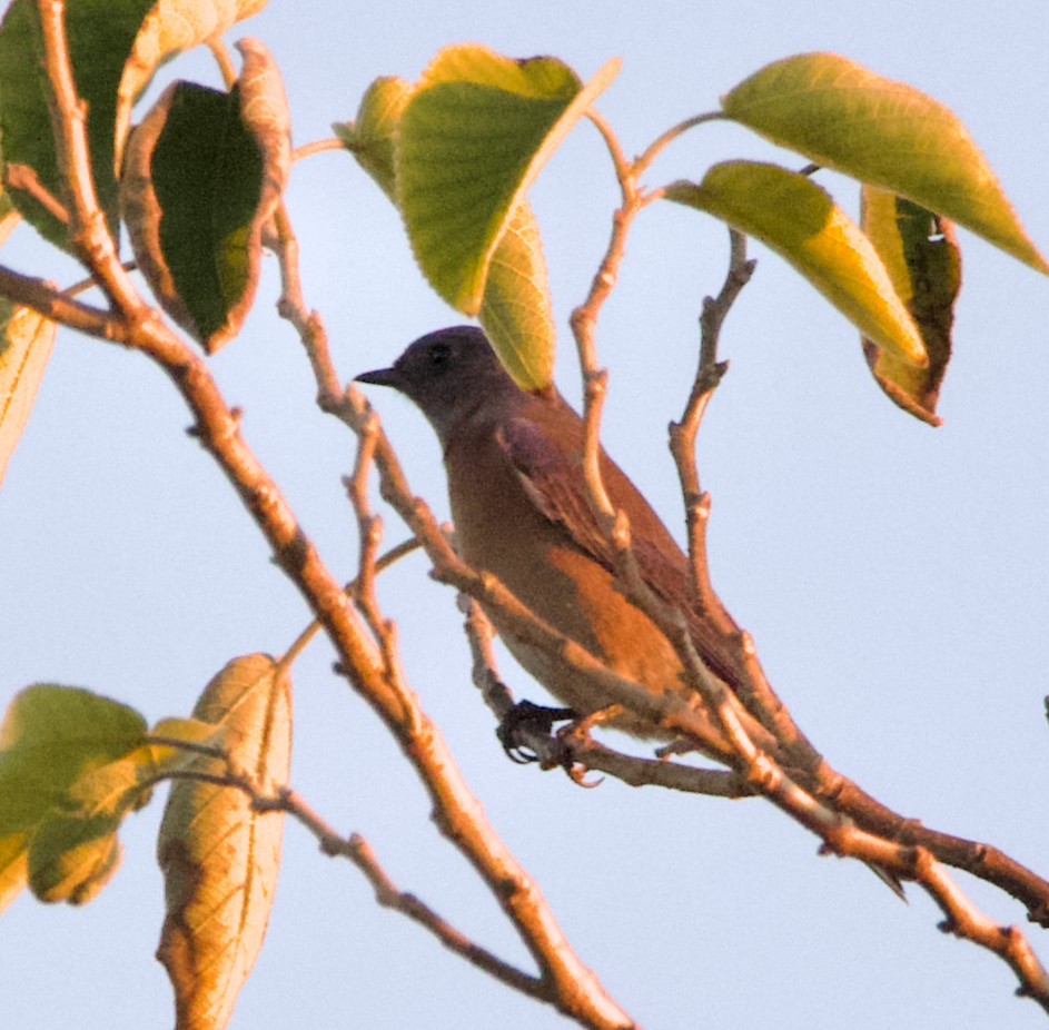 Western Bluebird - ML626268222
