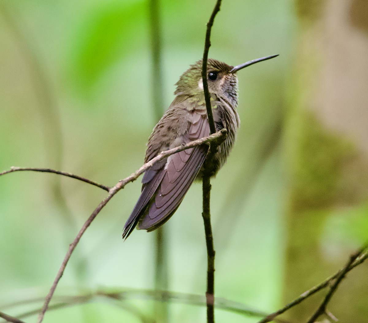 Amethyst-throated Mountain-gem - ML626268261