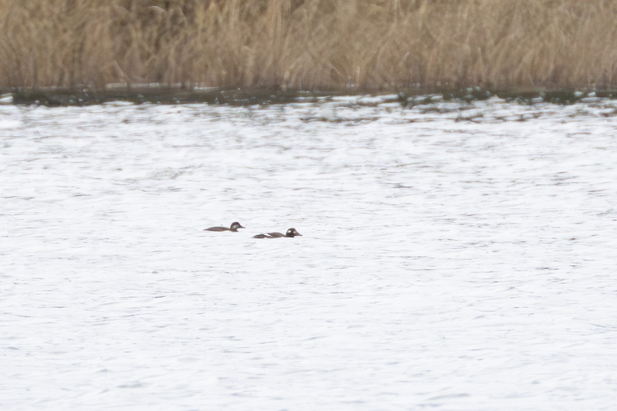 White-winged Scoter - ML626268407