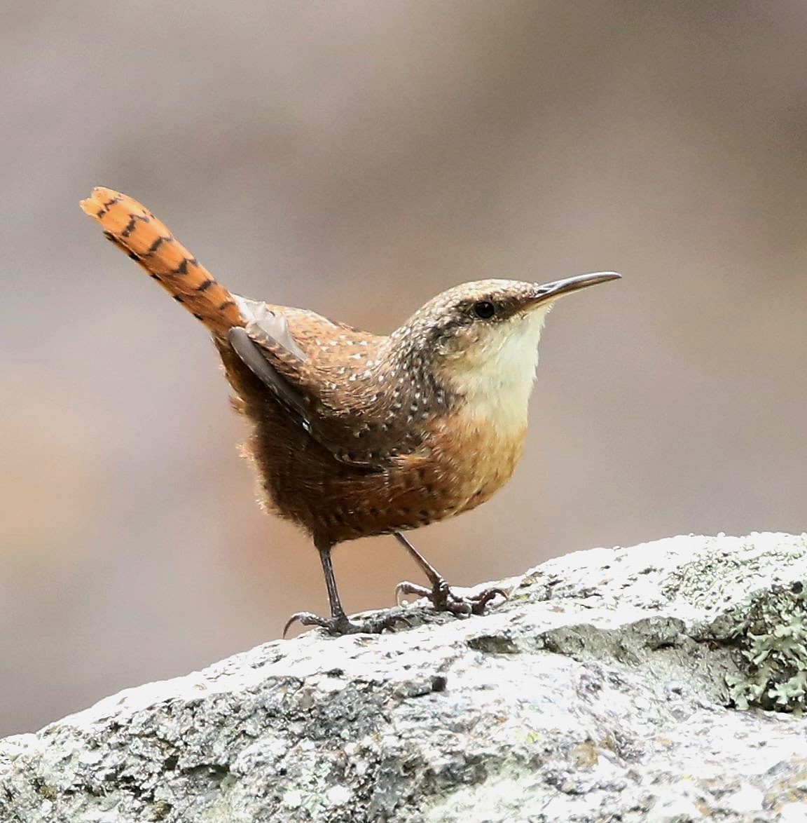 Canyon Wren - Ann Vaughan