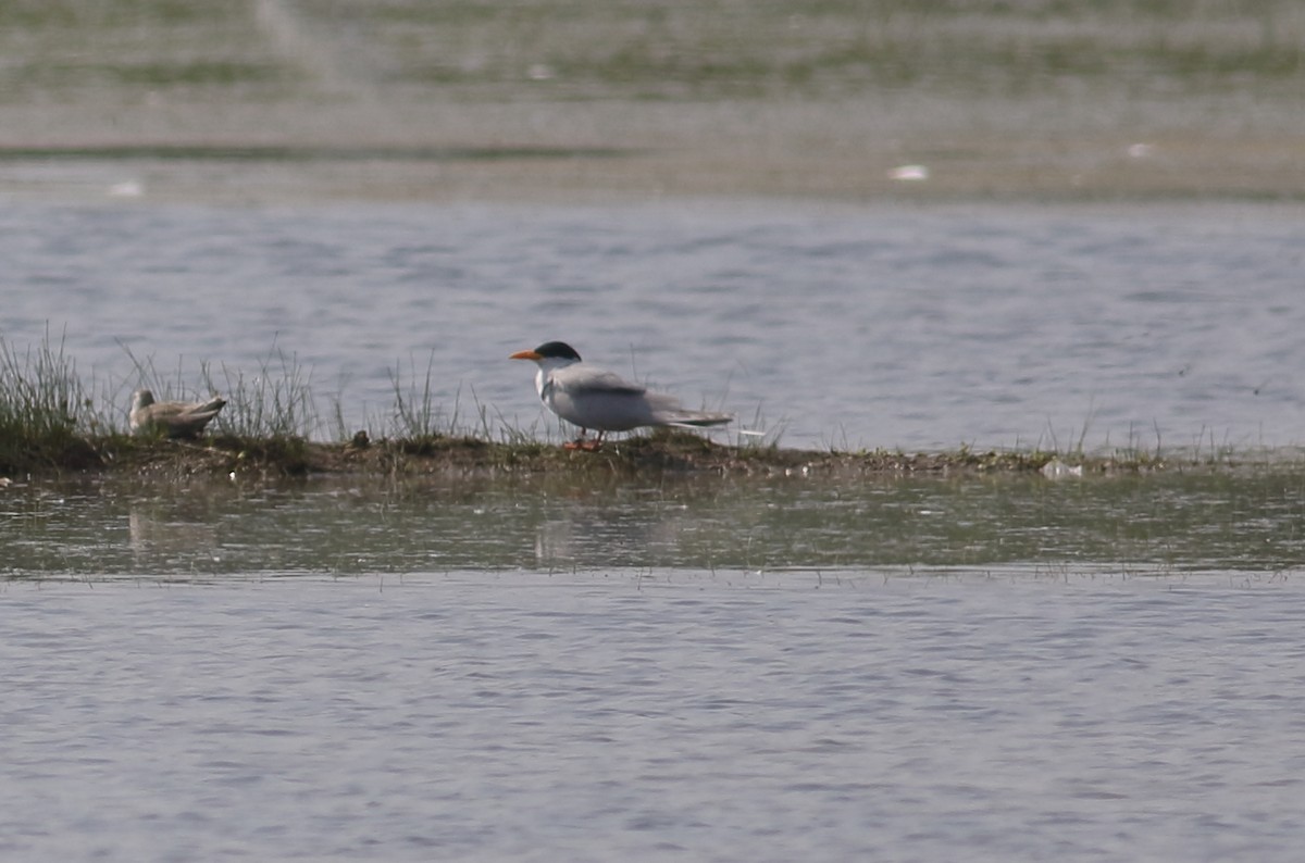 River Tern - ML626268424