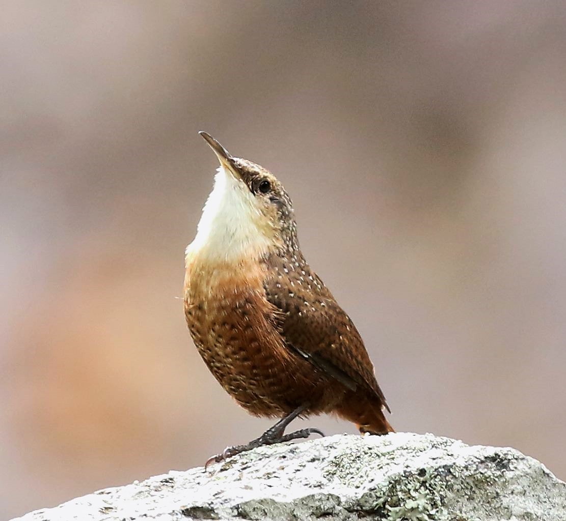 Canyon Wren - ML62626851