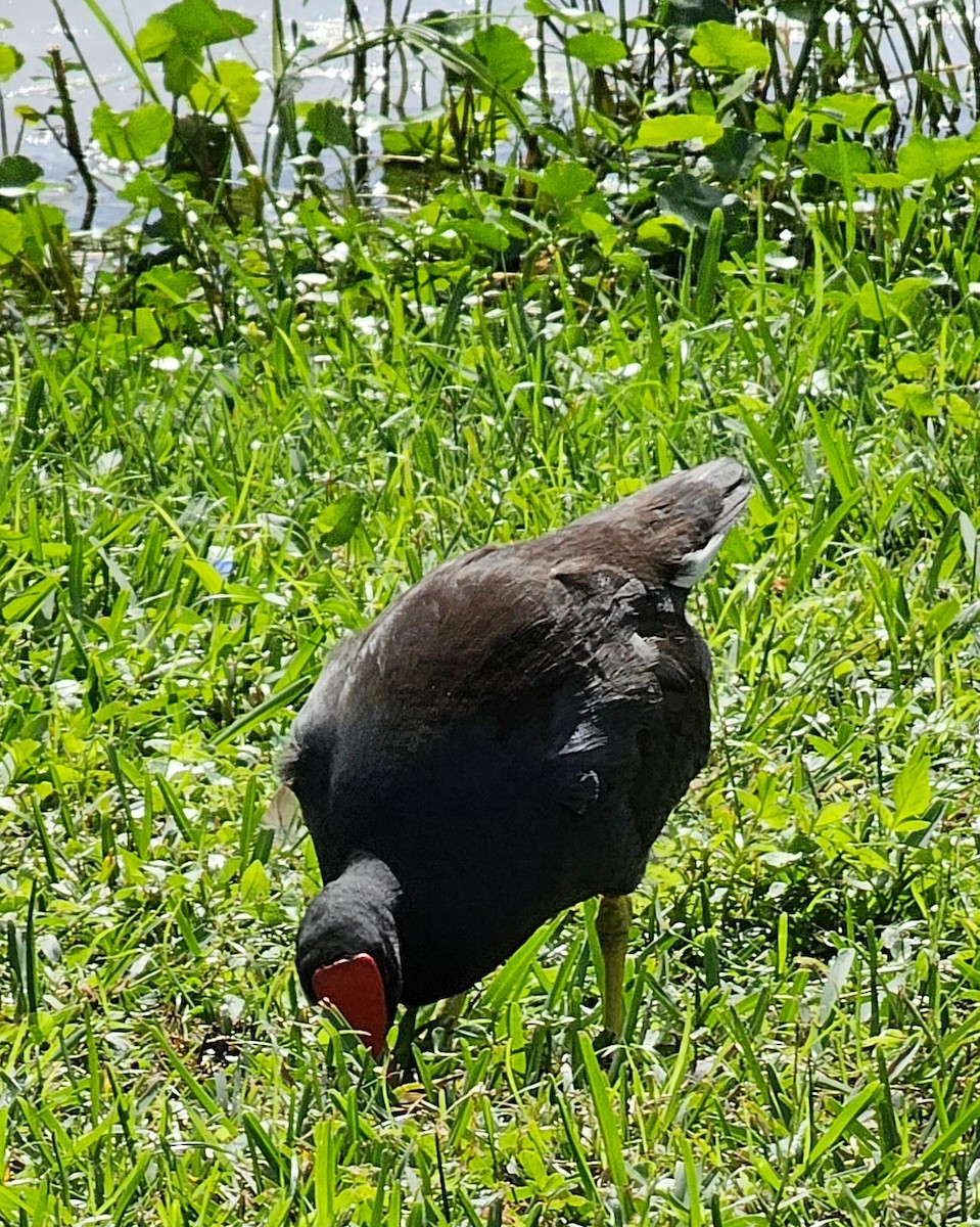 Common Gallinule (American) - ML626268925