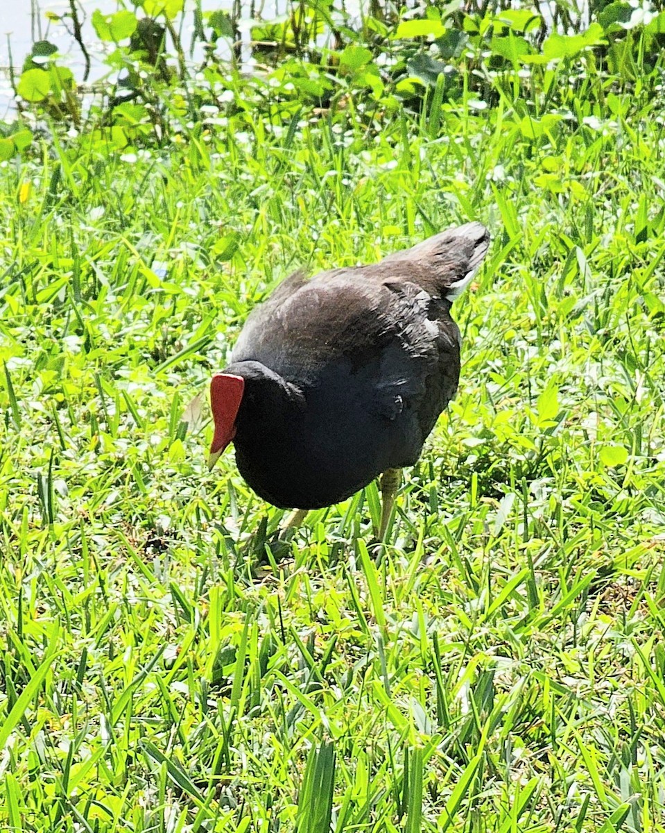 Common Gallinule (American) - ML626268926