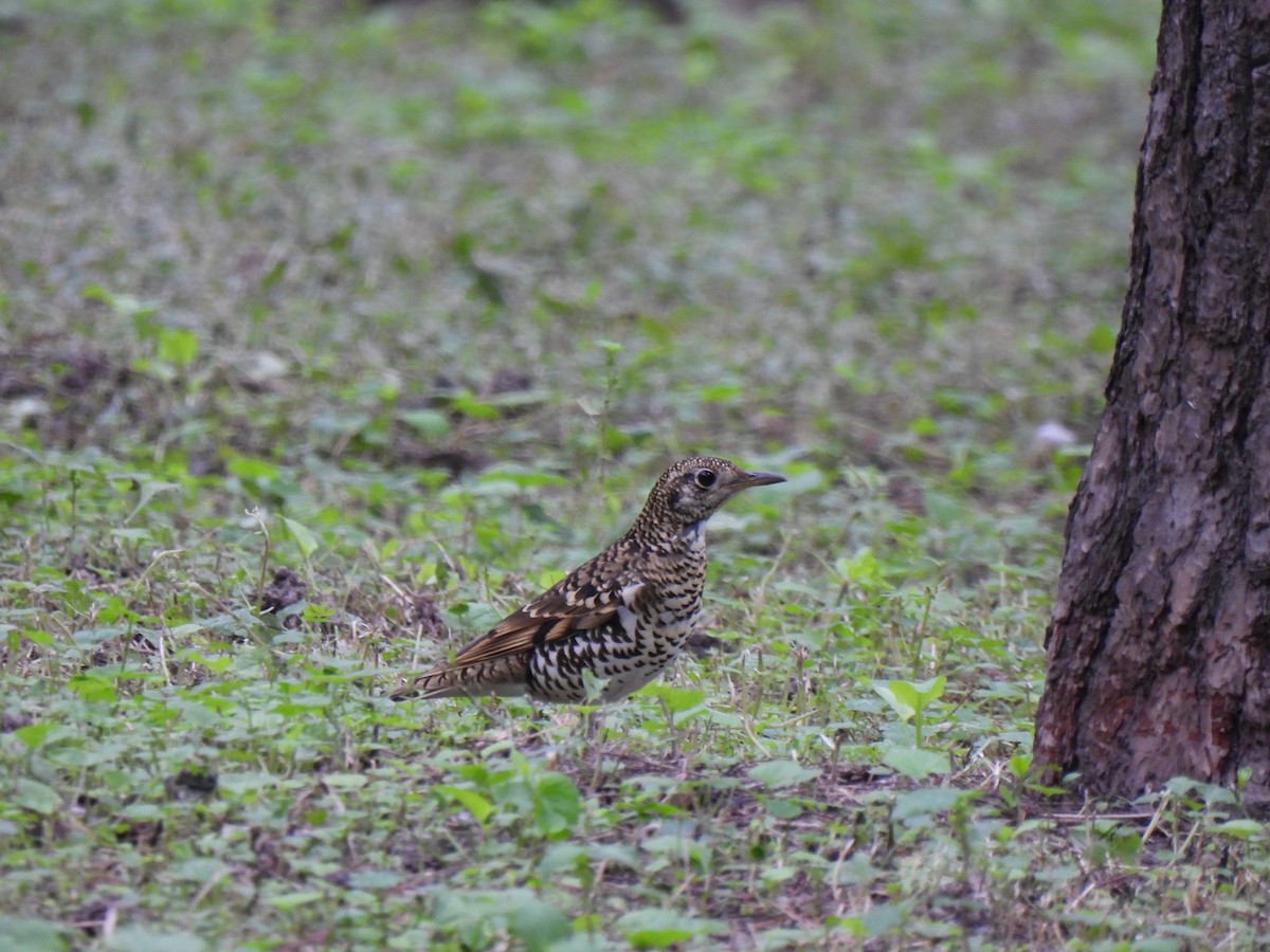 White's Thrush - ML626268935