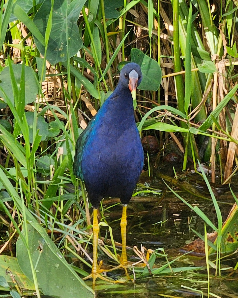 Purple Gallinule - ML626268944