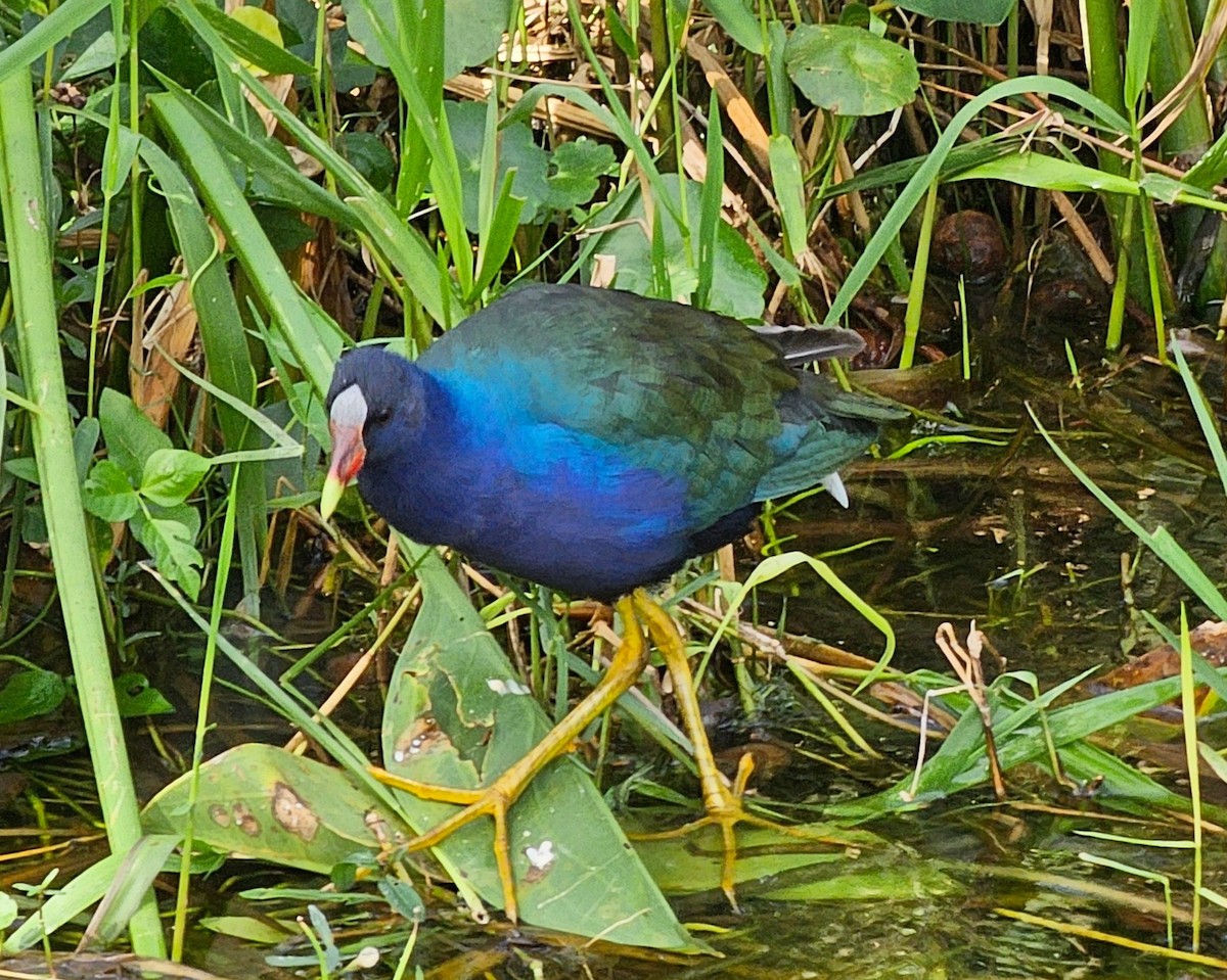 Purple Gallinule - ML626268945