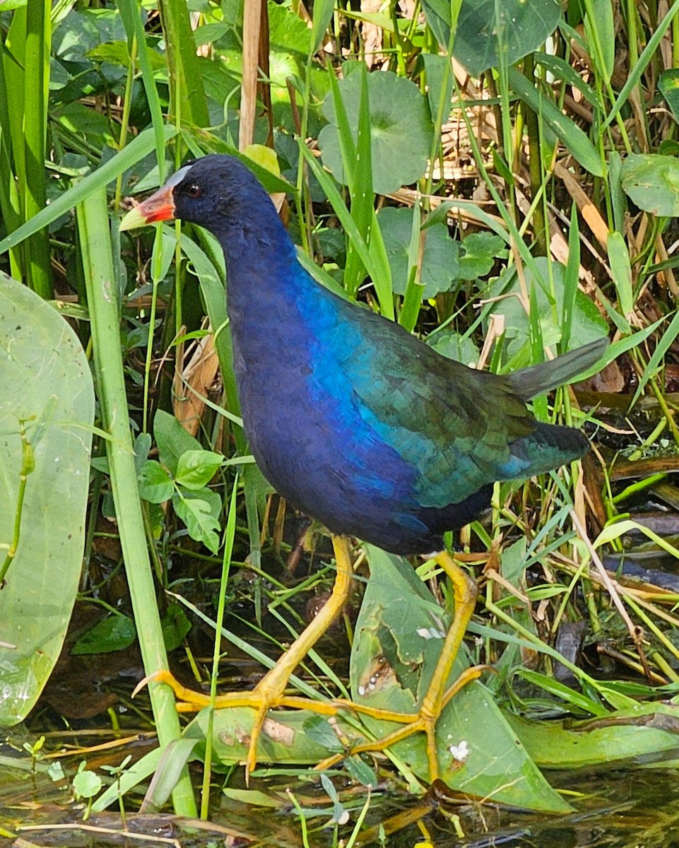 Purple Gallinule - ML626268946