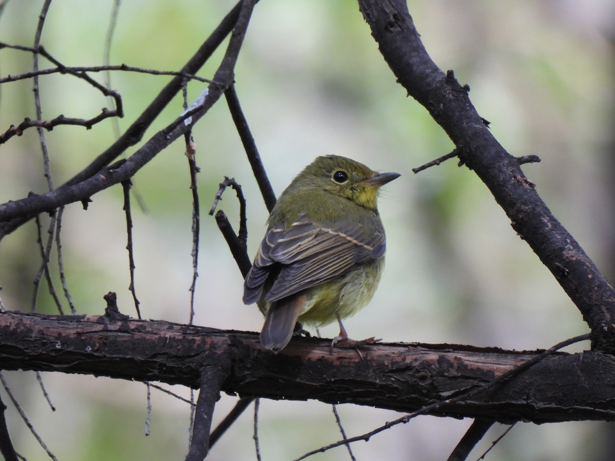 Green-backed Flycatcher - ML626268948