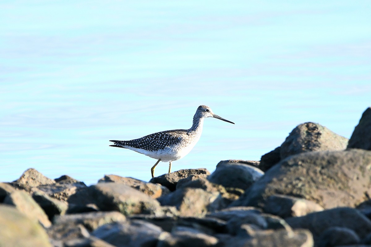 Greater Yellowlegs - ML626269019