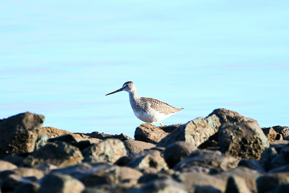 Greater Yellowlegs - ML626269020