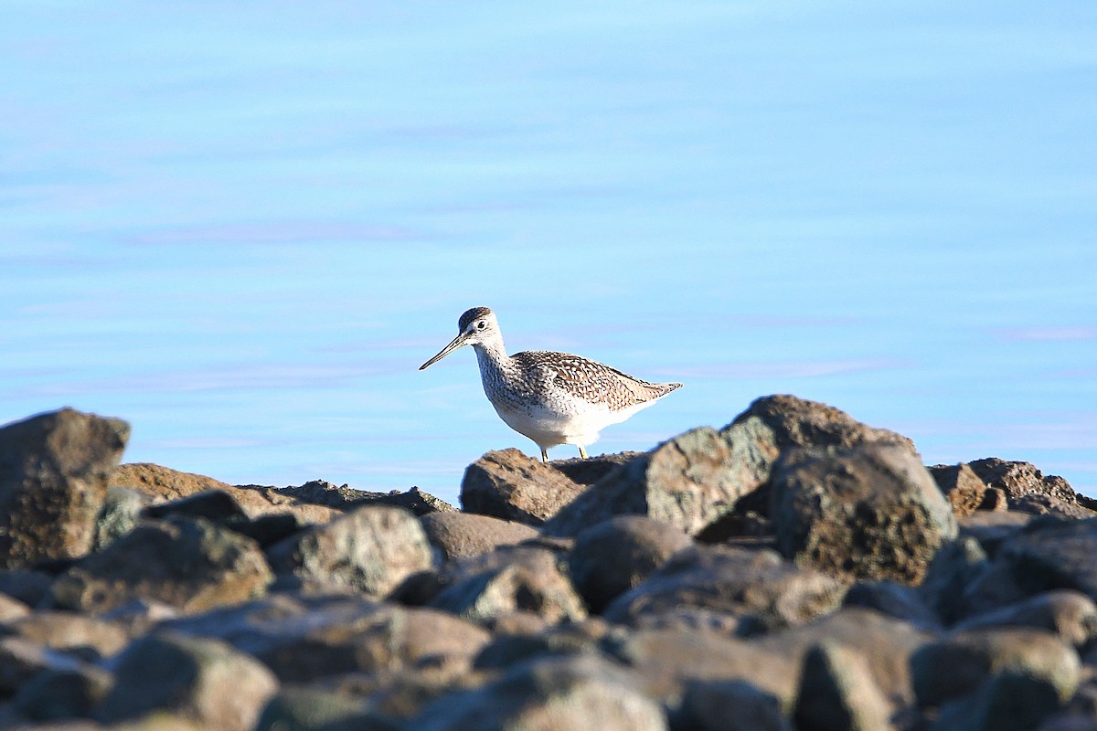 Greater Yellowlegs - ML626269021