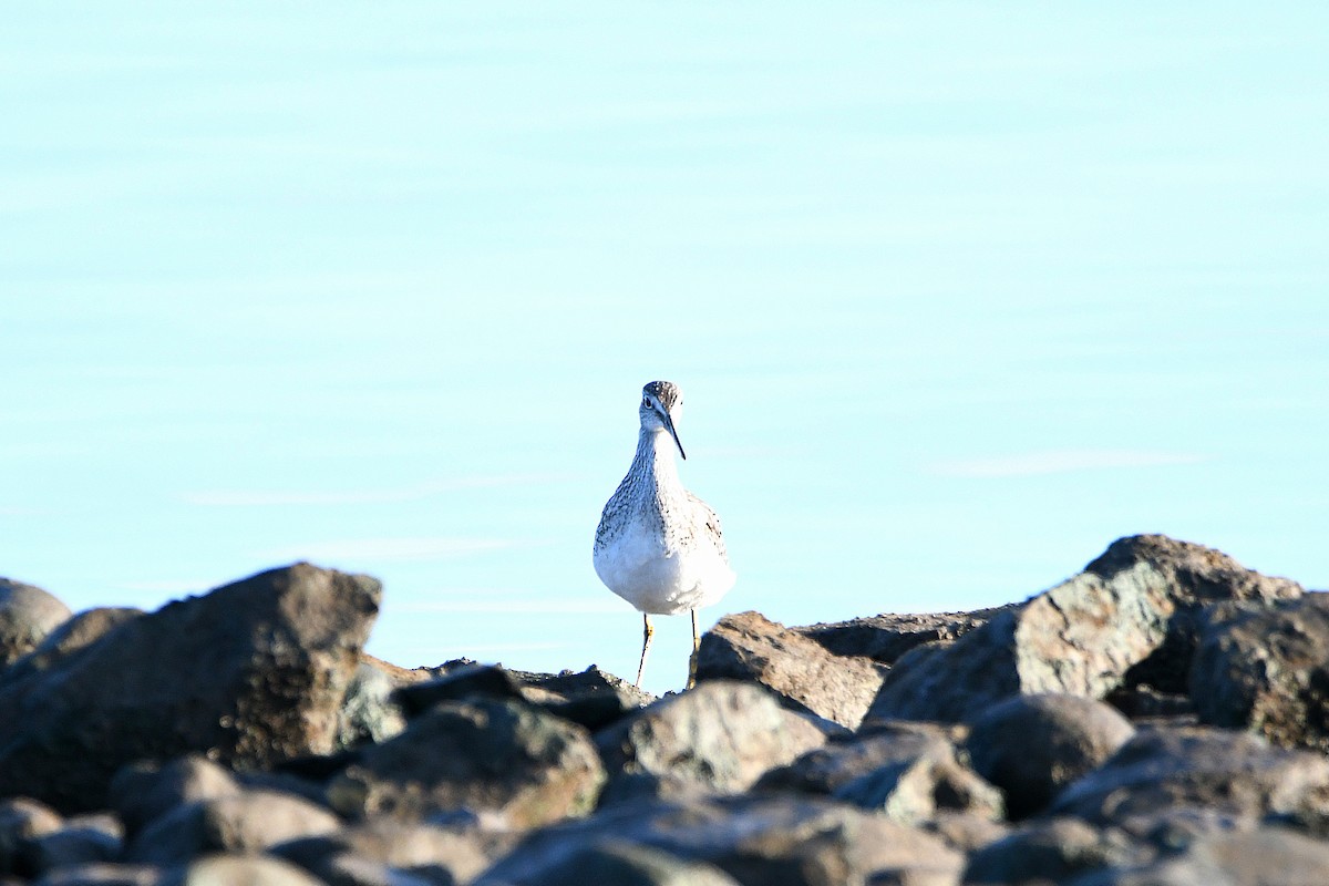 Greater Yellowlegs - ML626269032