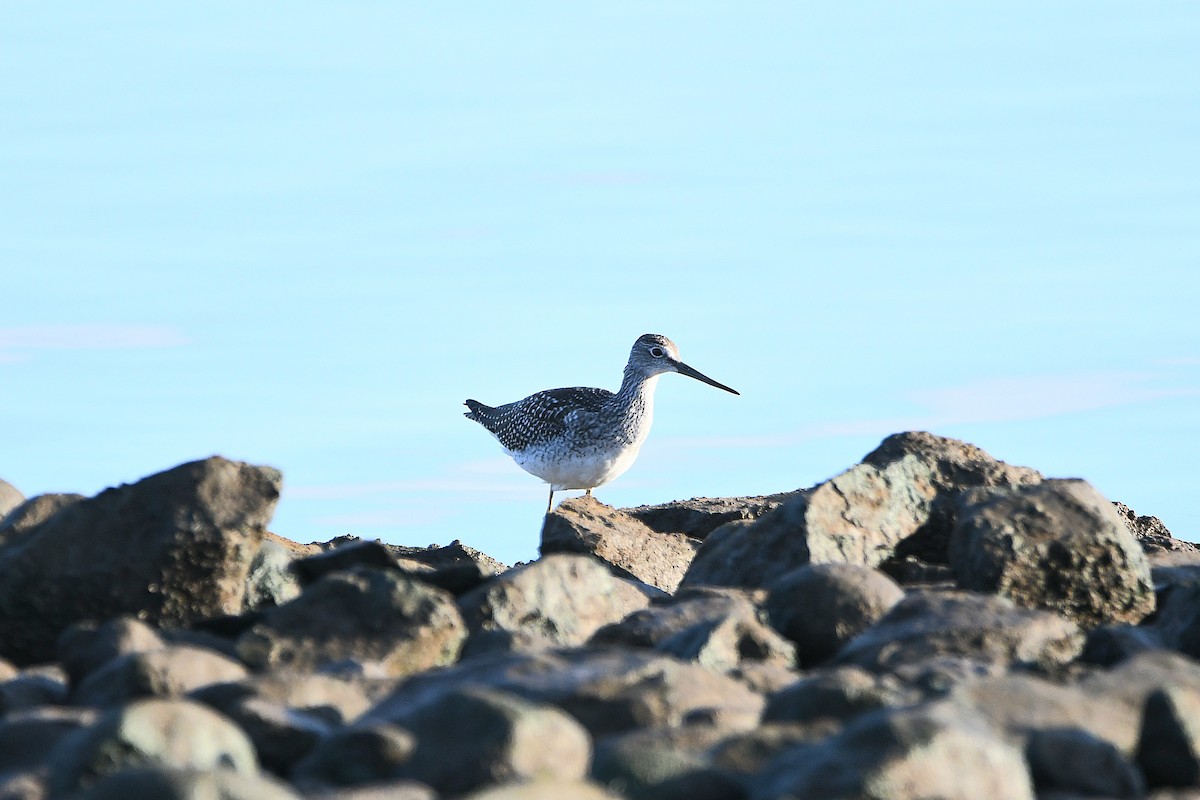 Greater Yellowlegs - ML626269033