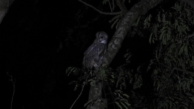 Mottled Wood-Owl - ML626269042