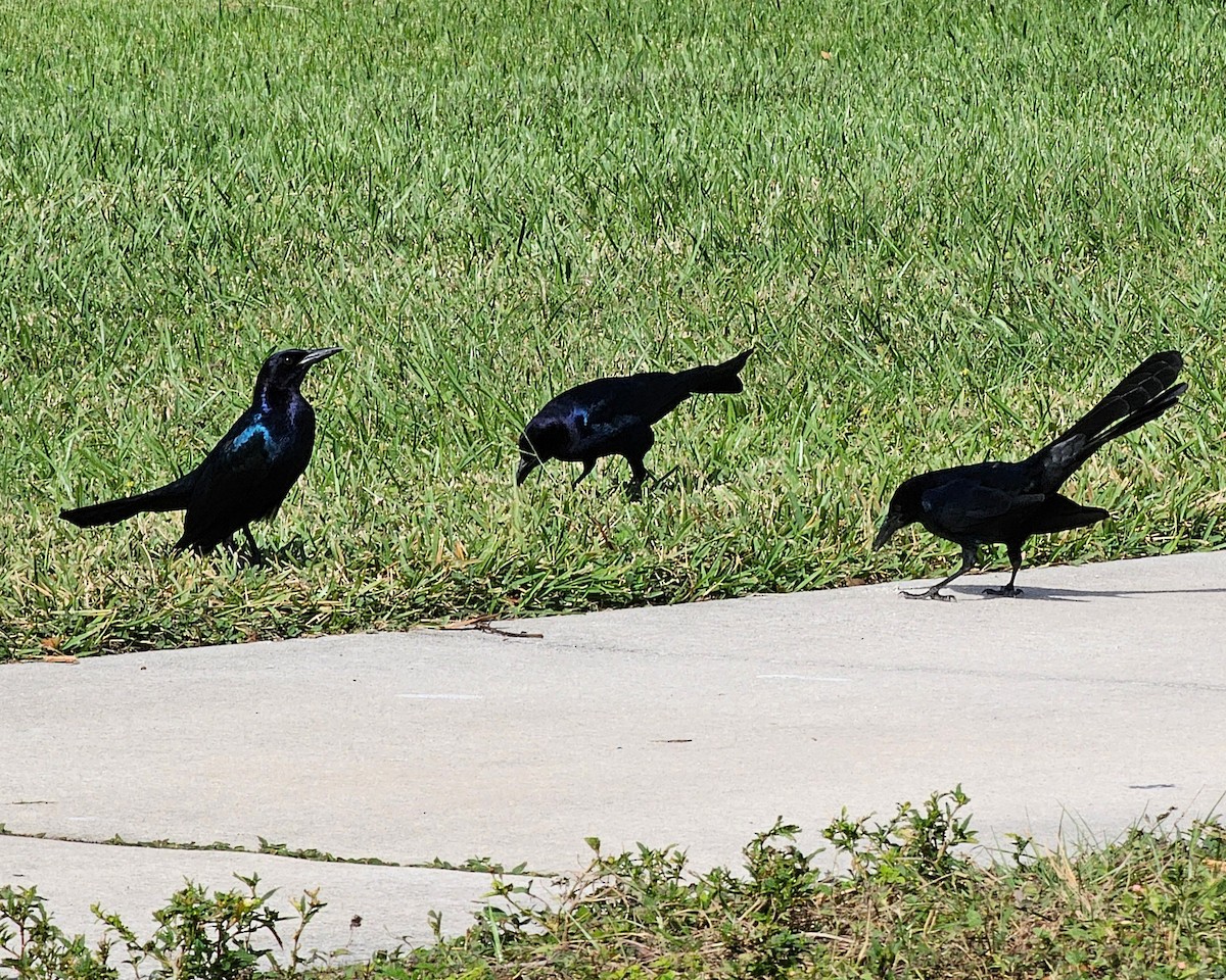 Boat-tailed Grackle - ML626269061