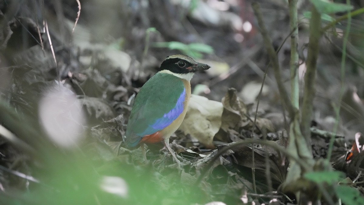 pita modrokřídlá - ML626269166