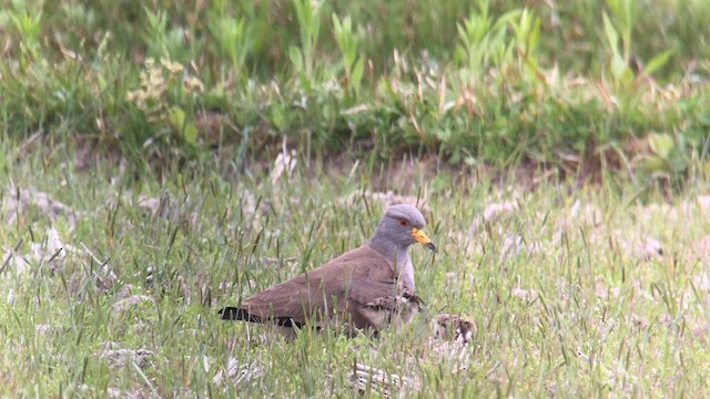 Gray-headed Lapwing - ML626269517