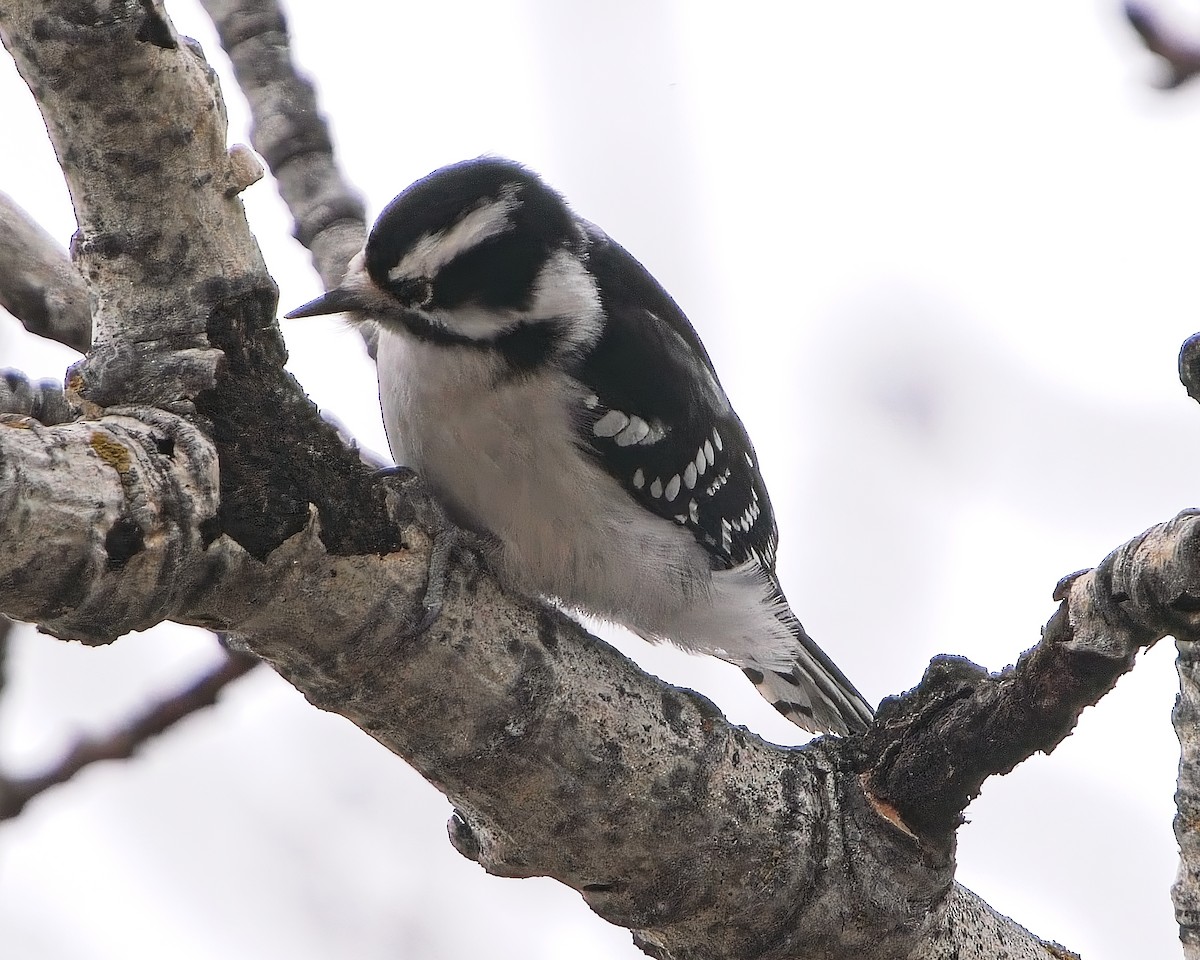Downy Woodpecker - ML626269547