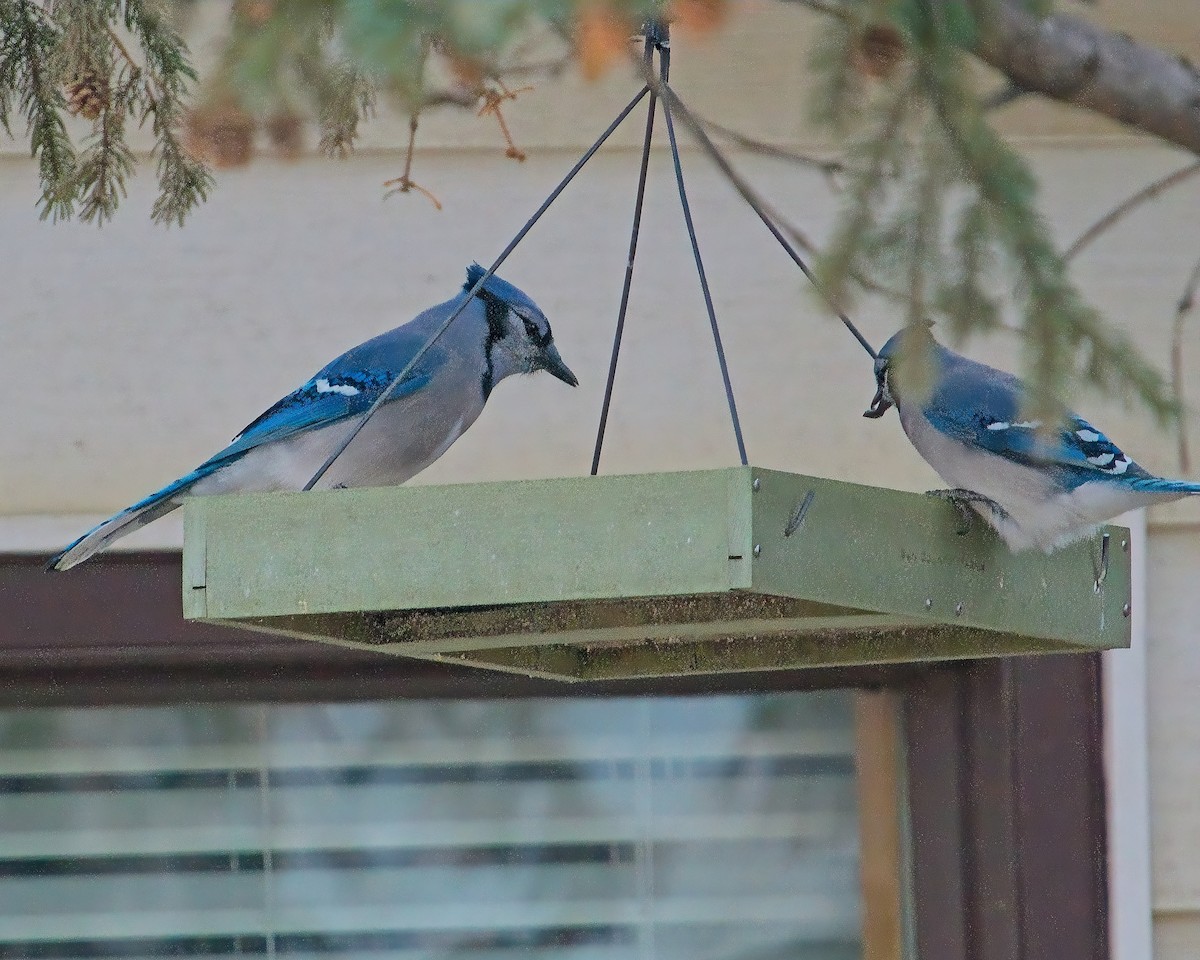 Blue Jay - ML626269548