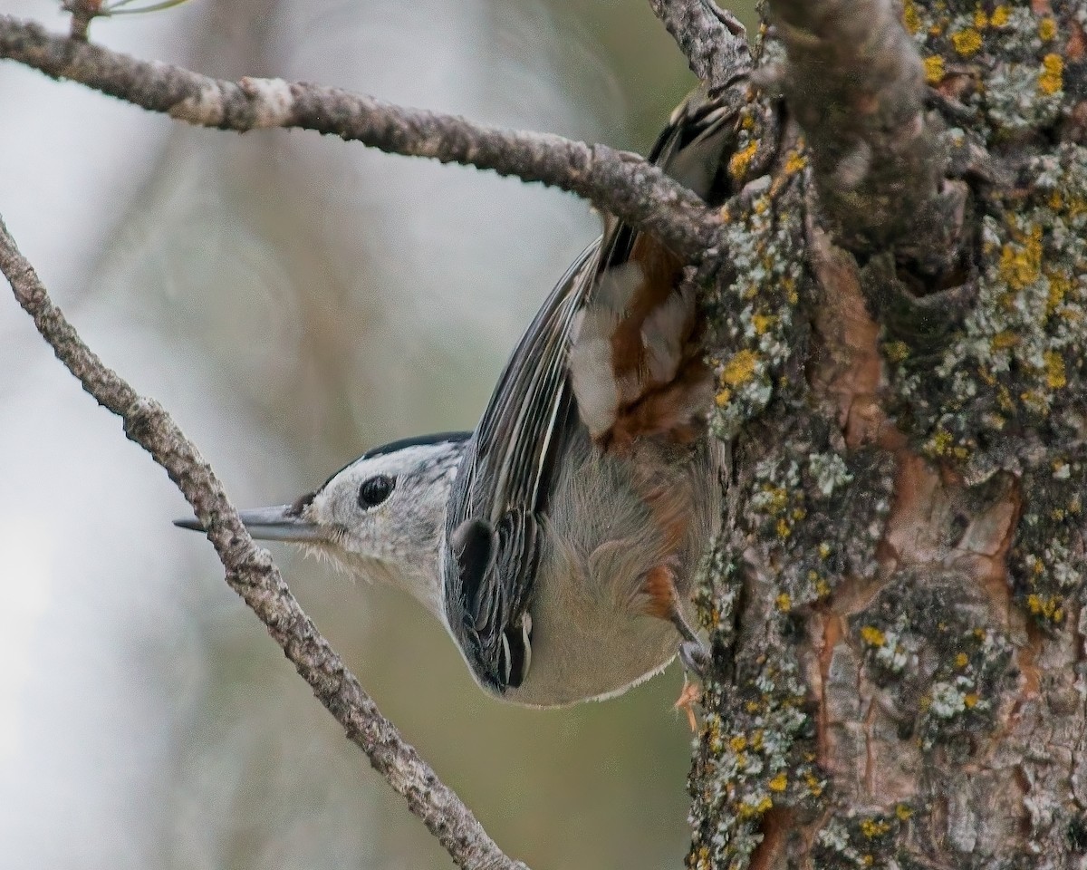 White-breasted Nuthatch - ML626269552