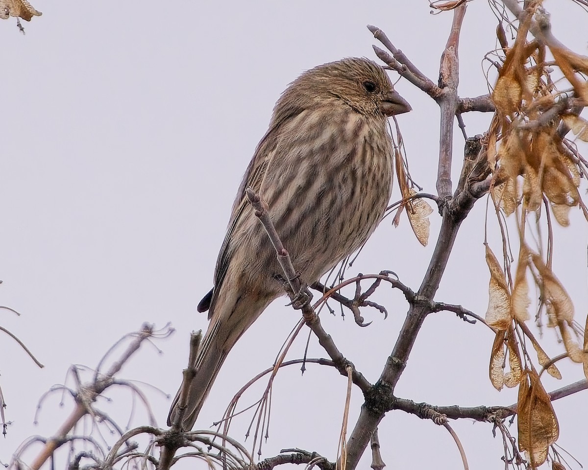 House Finch - ML626269553