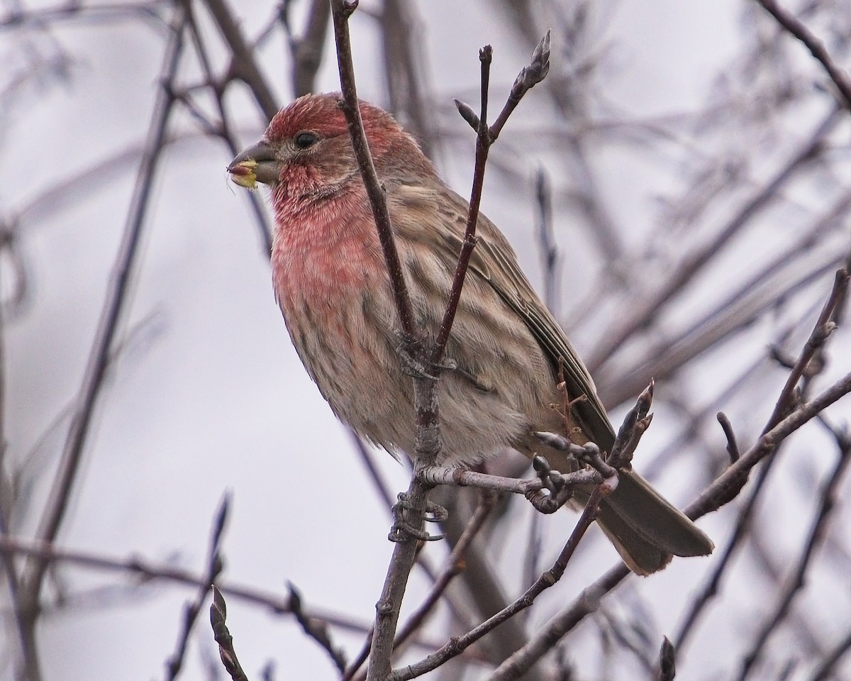 House Finch - ML626269554