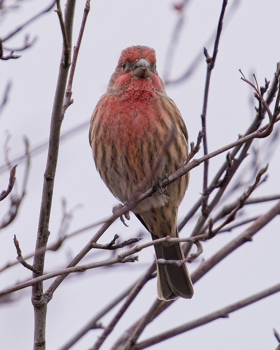 House Finch - ML626269555