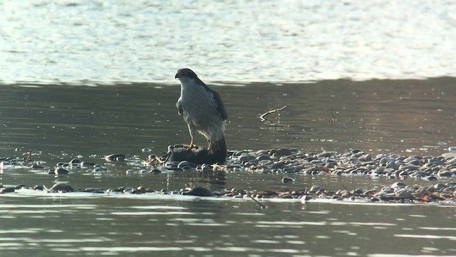 Aztore eurasiarra - ML626269722