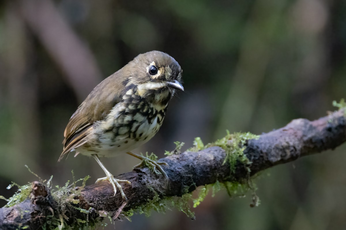 Cali Antpitta (undescribed form) - Charlie Bostwick