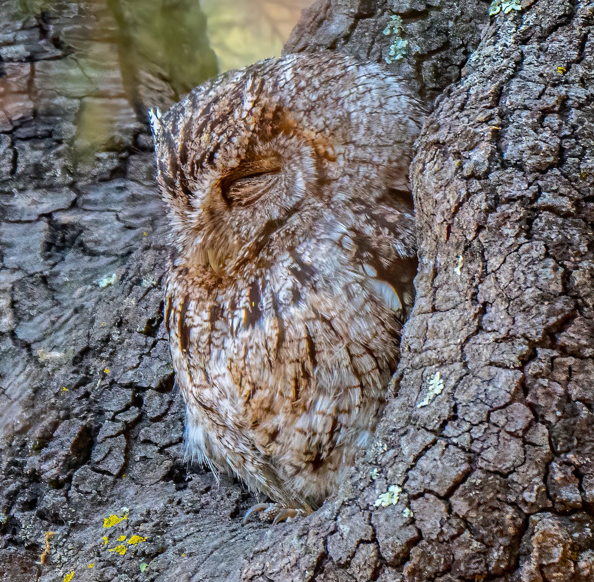 Whiskered Screech-Owl - ML626269822