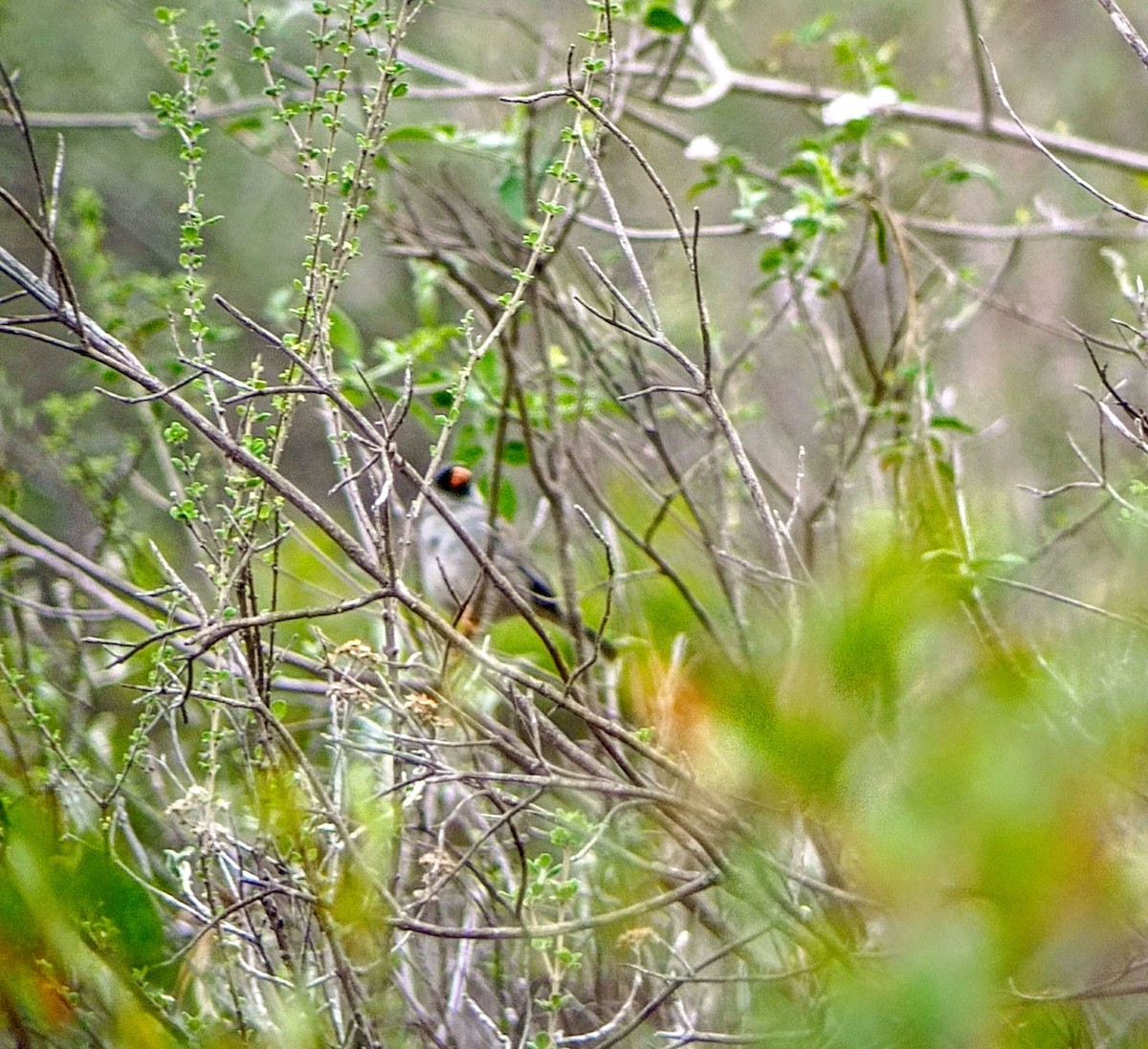 Gray-winged Inca-Finch - ML626269852