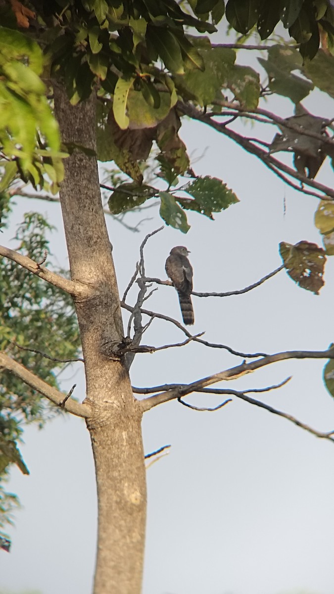 Common Hawk-Cuckoo - ML626270006