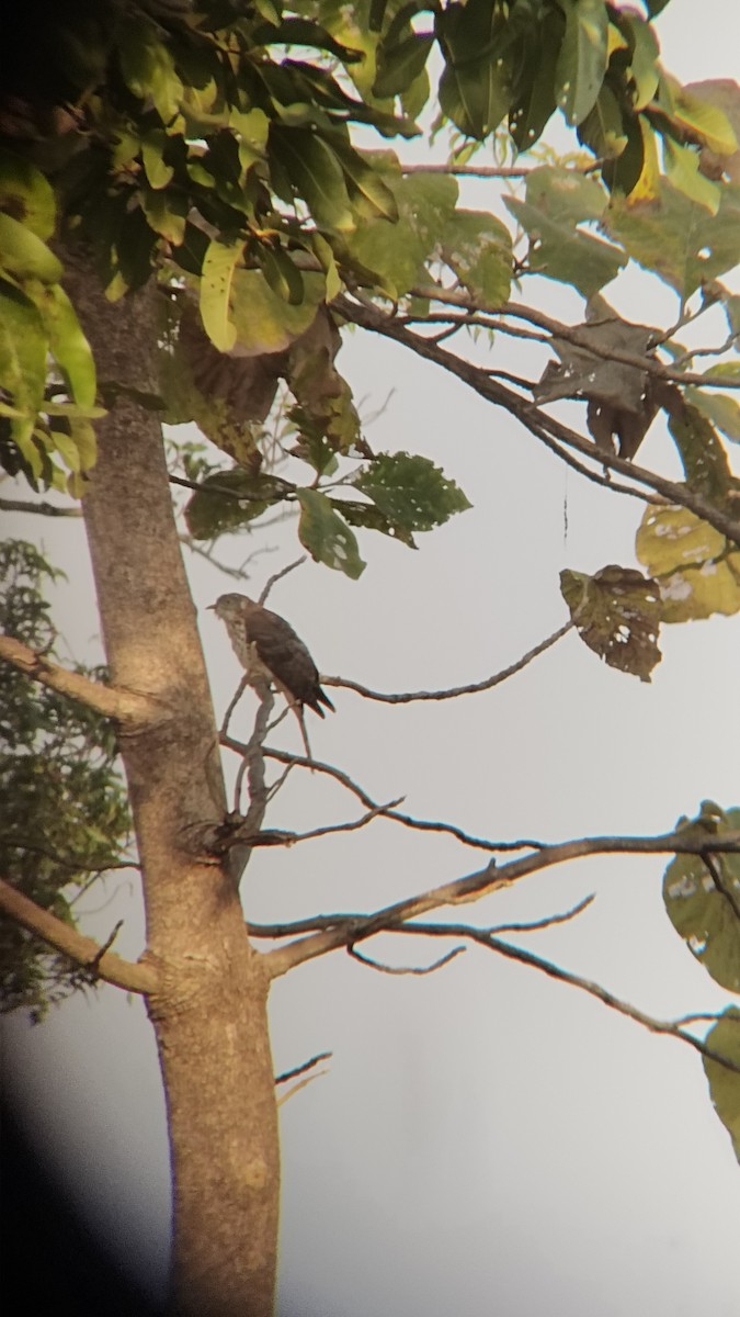 Common Hawk-Cuckoo - ML626270007