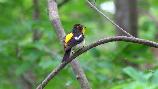 Narcissus Flycatcher - ML626270013