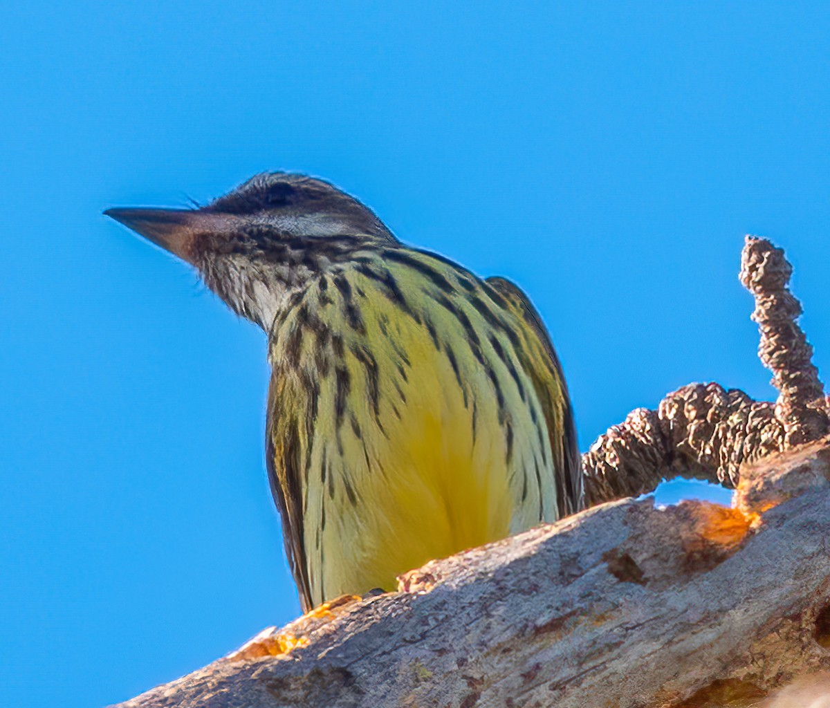 Sulphur-bellied Flycatcher - ML626270166