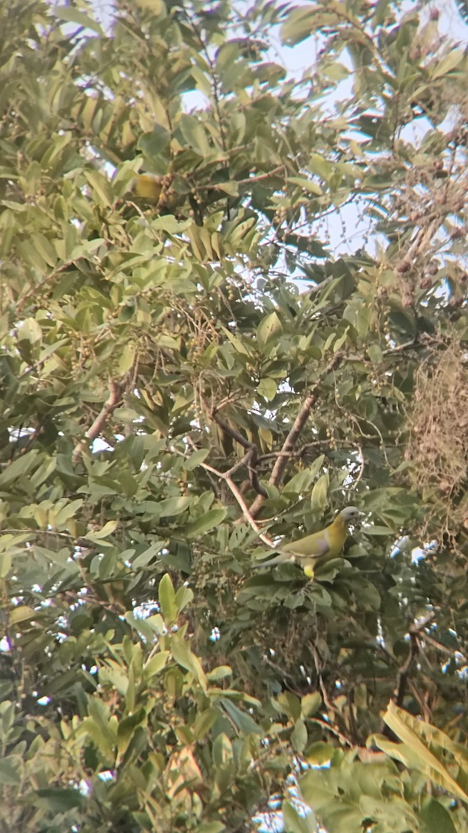 綠鳩屬 - ML626270246