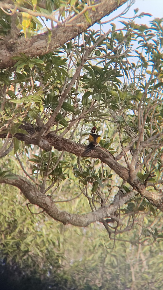White-naped Woodpecker - ML626270259