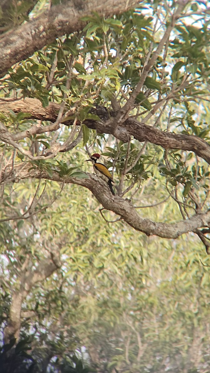 White-naped Woodpecker - ML626270260