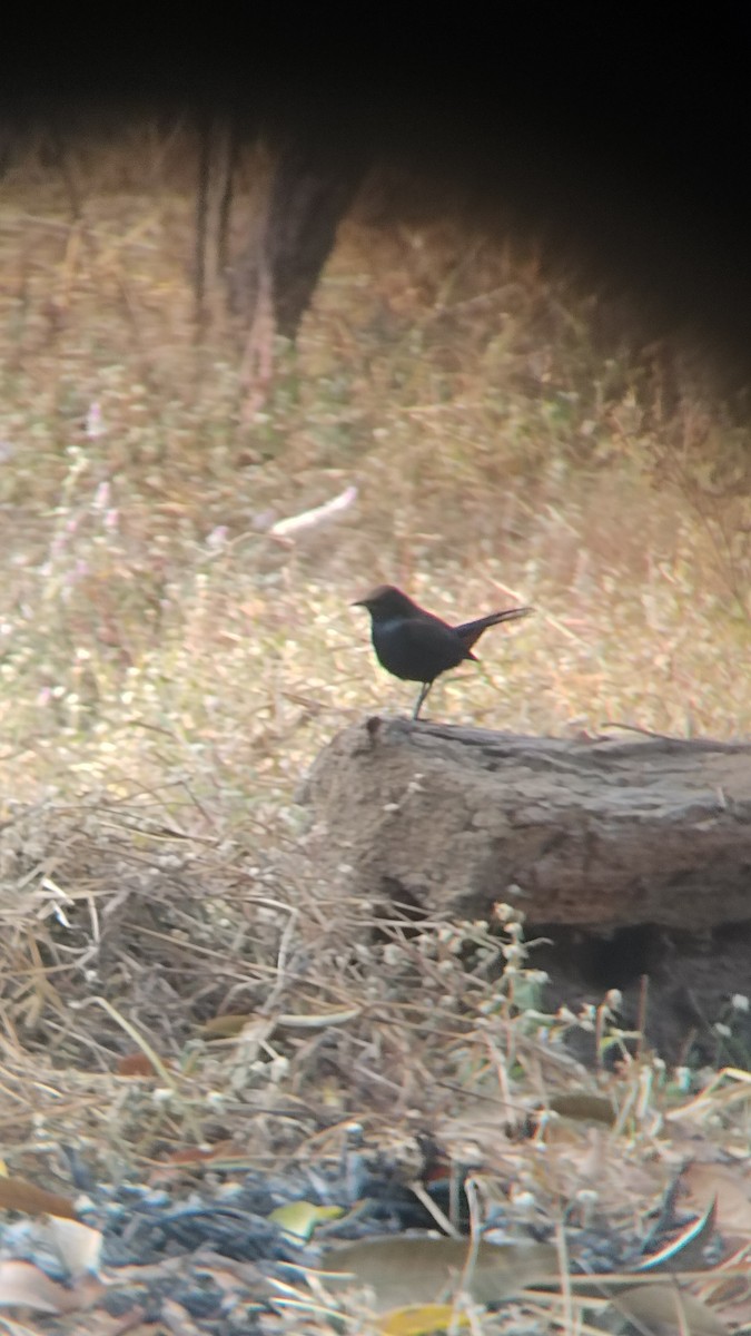 Indian Robin - ML626270272