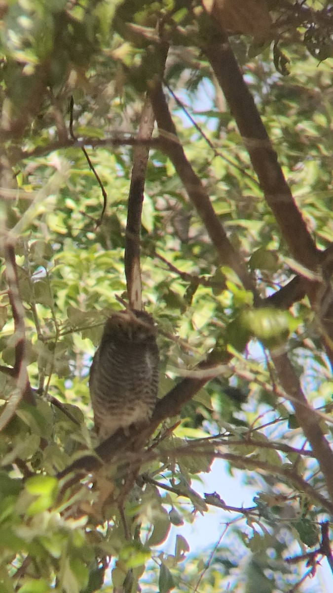 Jungle Owlet - ML626270286